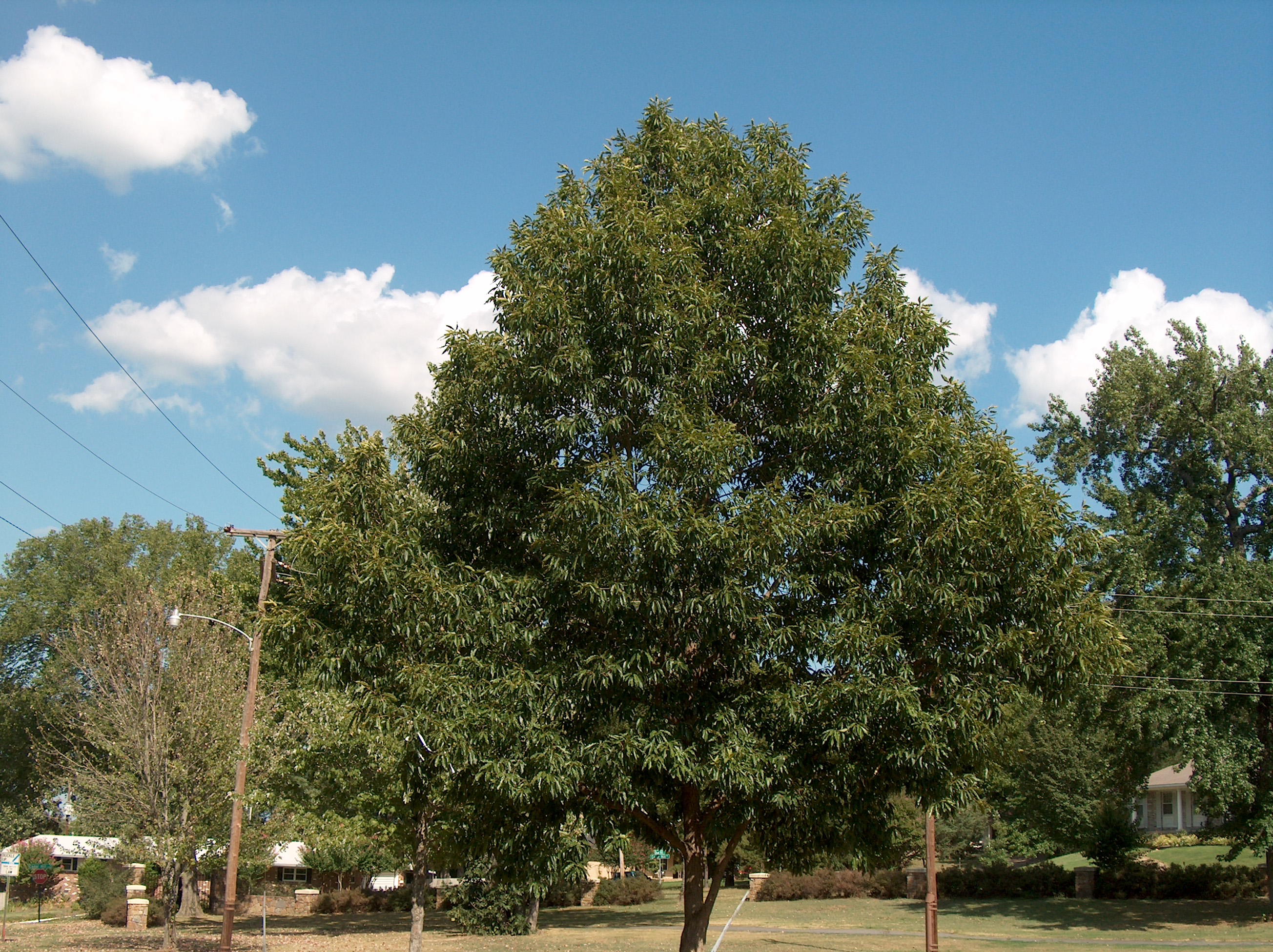 Online Plant Guide - Quercus Acutissima / Sawtooth Oak